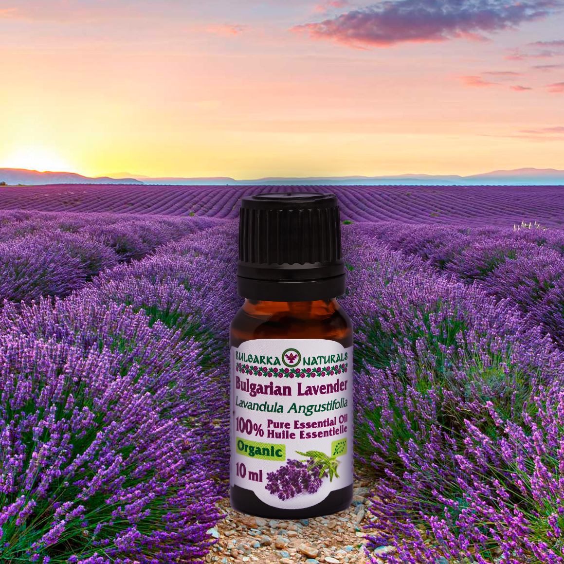 100% Pure Organic Bulgarian Lavender Essential Oil – 10 ml