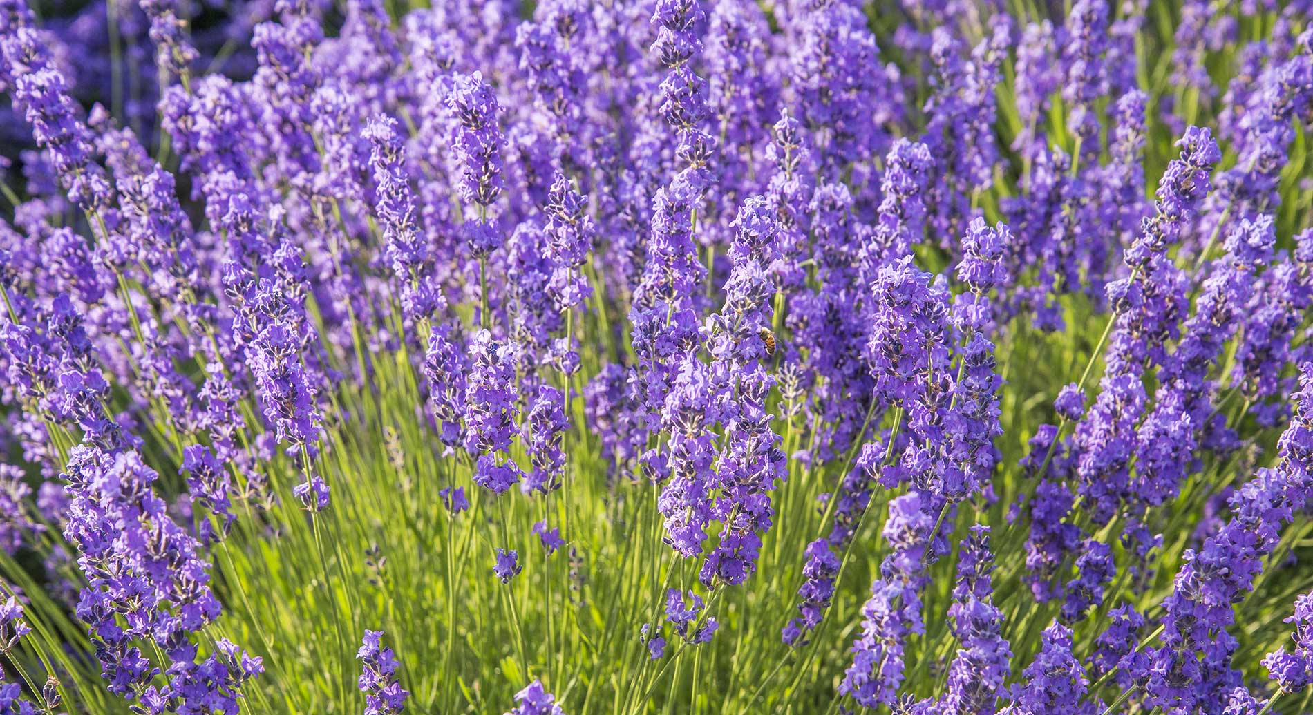 lavender skin care products
