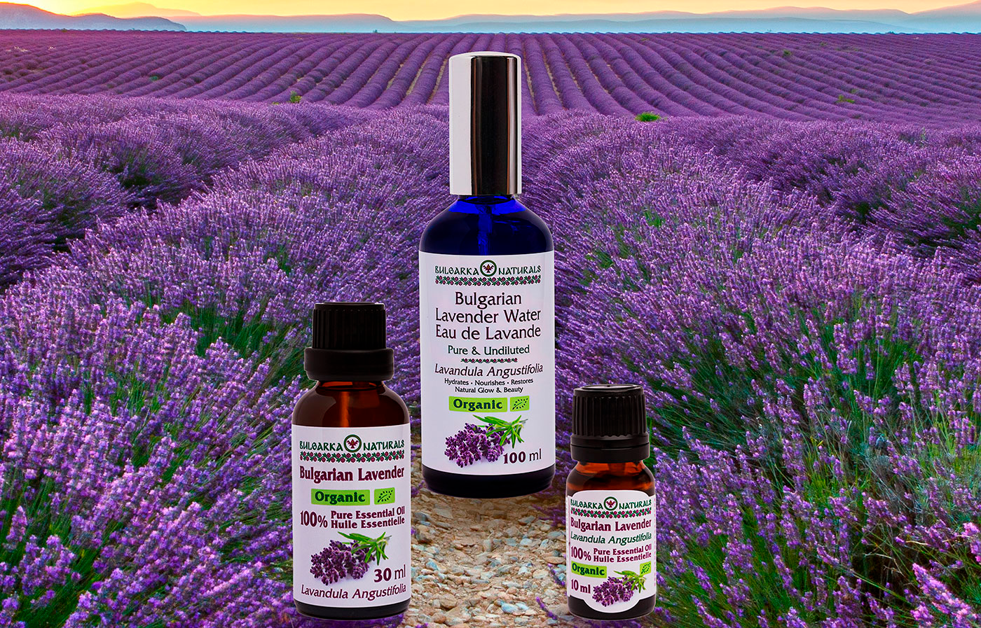 100% Pure Bulgarian Lavender Essential Oil for Diffuser
