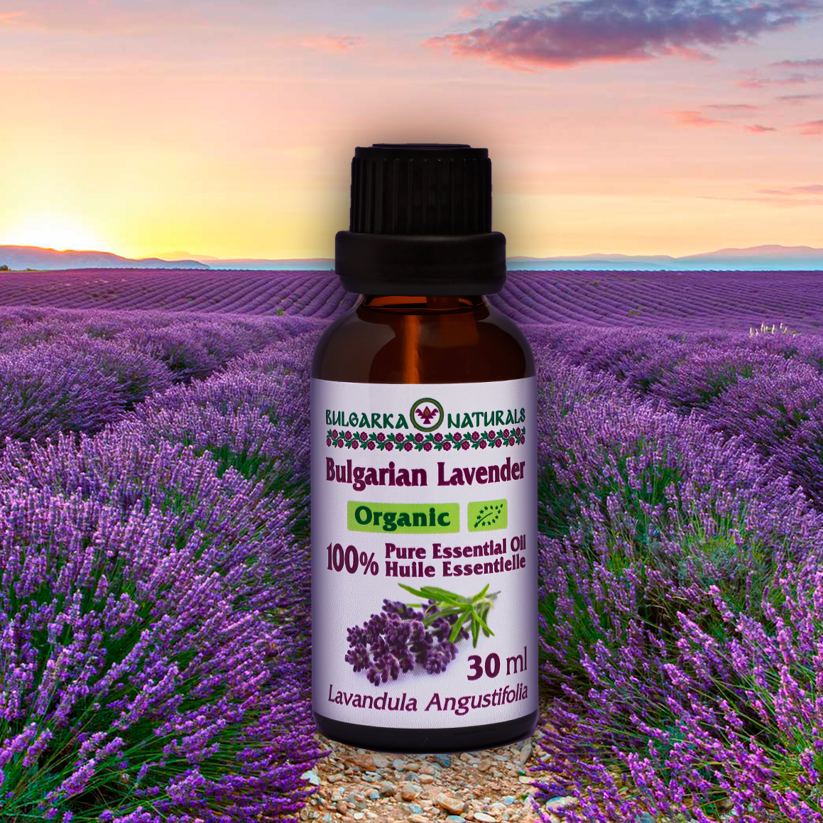 100% Pure Organic Bulgarian Lavender Essential Oil – 30 ml